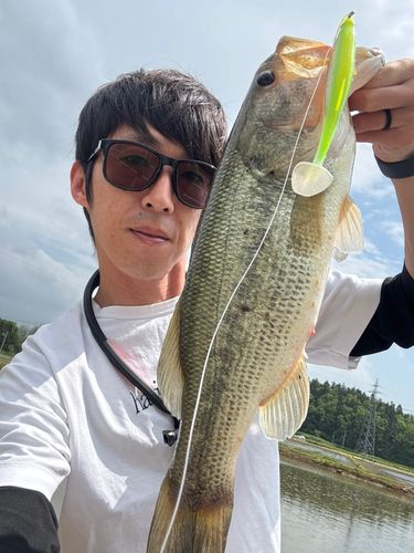 ブラックバスの釣果