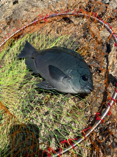メジナの釣果