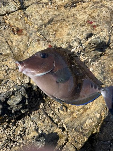 サンノジの釣果