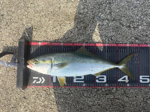 ハマチの釣果