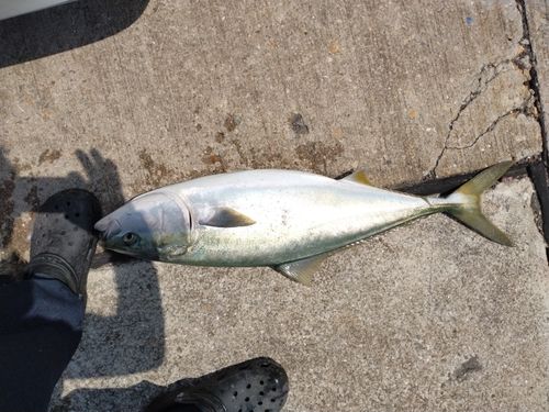 ブリの釣果