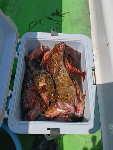 カサゴの釣果