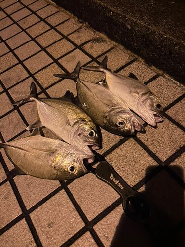 ギンガメアジの釣果