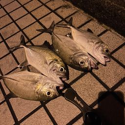 ギンガメアジ