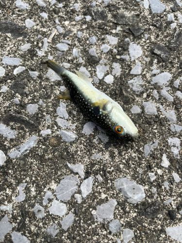 クサフグの釣果