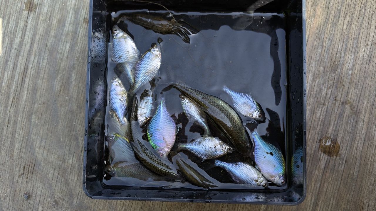 タイリクバラタナゴ