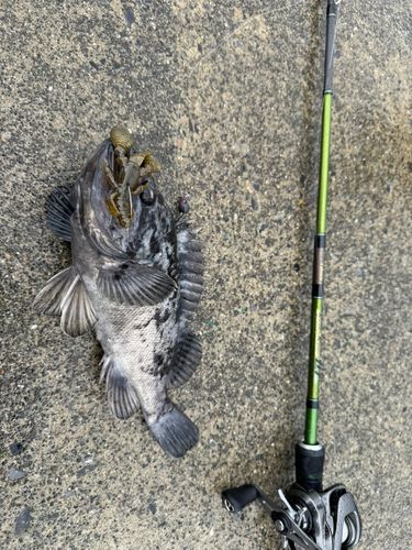 クロソイの釣果