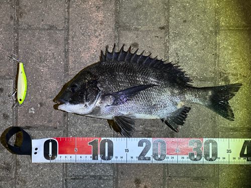クロダイの釣果