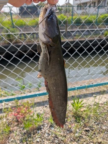 ナマズの釣果