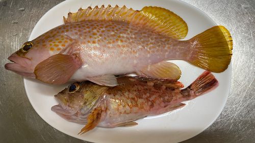 キジハタの釣果