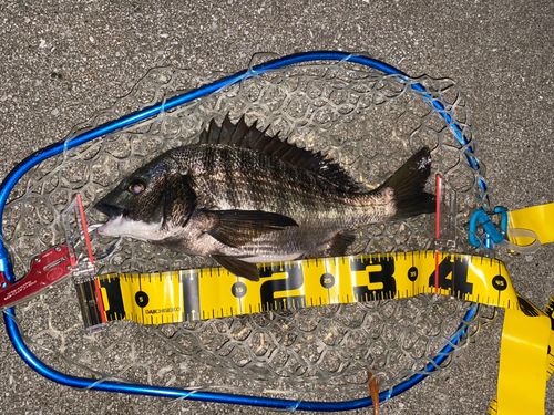 チヌの釣果
