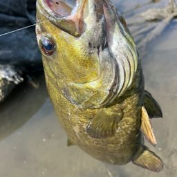 スモールマウスバス