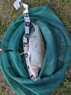 釣果