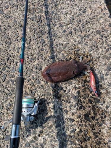 コウイカの釣果