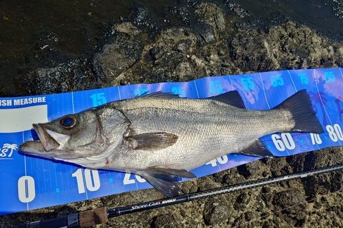 ヒラスズキの釣果