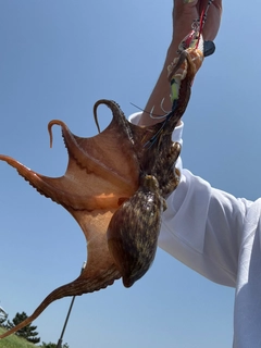 マダコの釣果