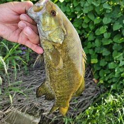 スモールマウスバス