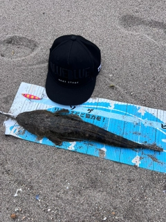 マゴチの釣果