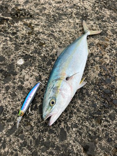 イナダの釣果