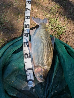 釣果