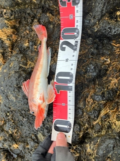 カナガシラの釣果