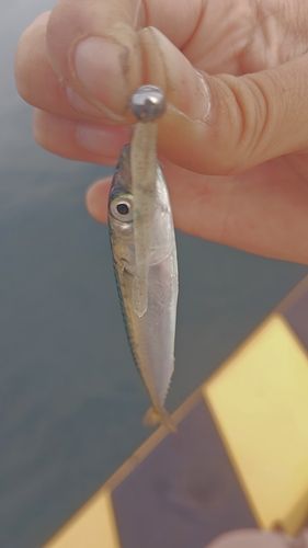 サバの釣果