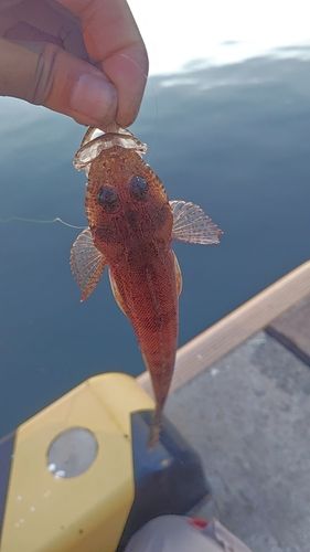 マゴチの釣果