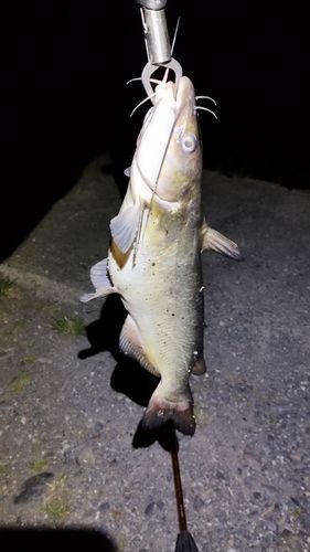 アメリカナマズの釣果