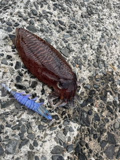 コウイカの釣果