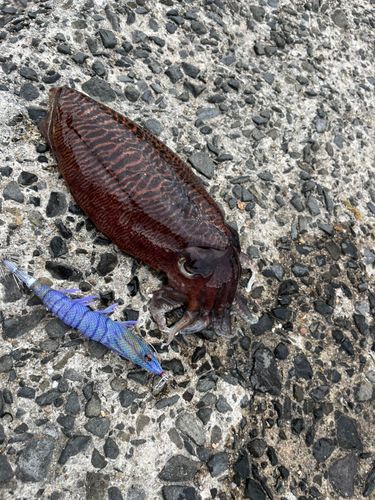 コウイカの釣果