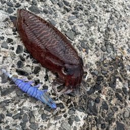 コウイカ