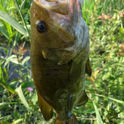 スモールマウスバス