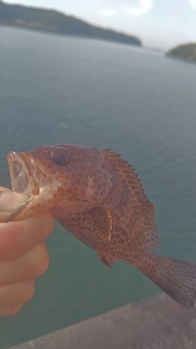 オオモンハタの釣果