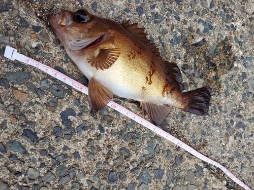 アカメバルの釣果