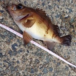 アカメバル