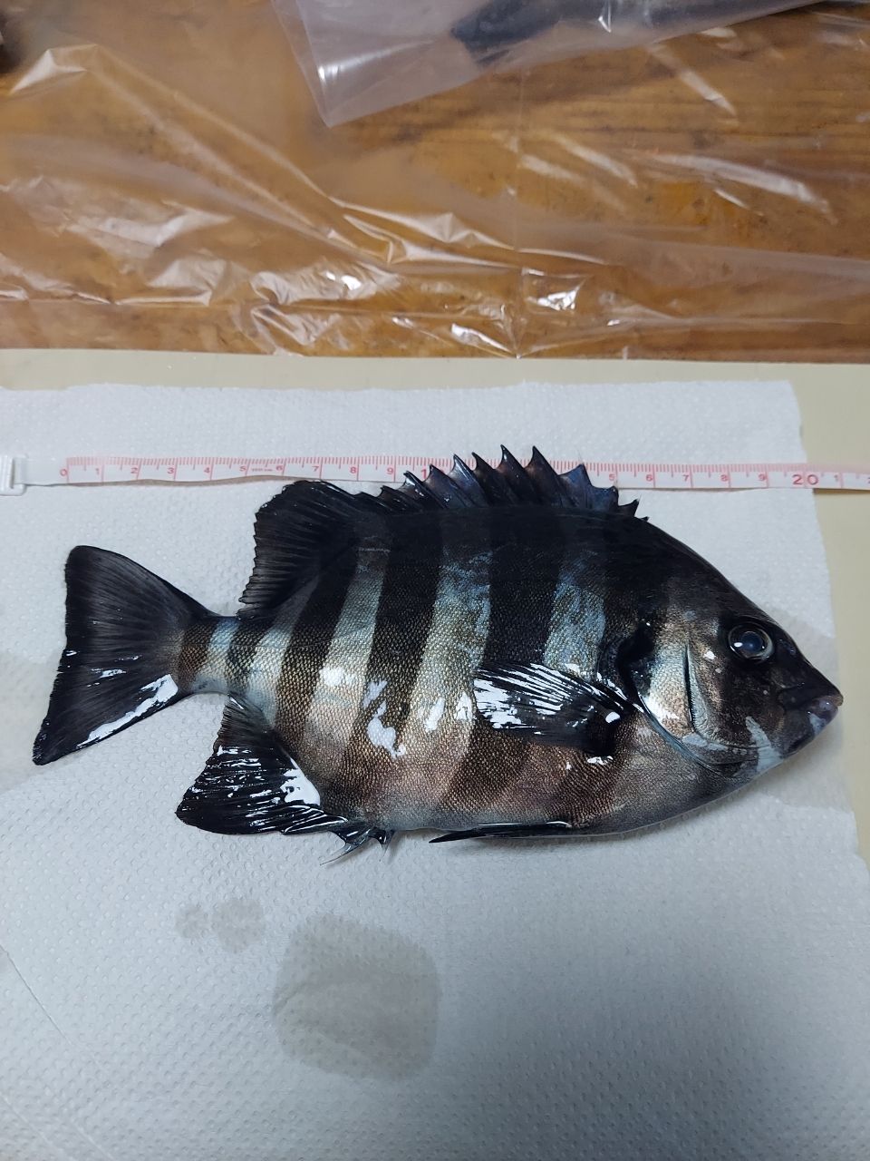 アカメバル