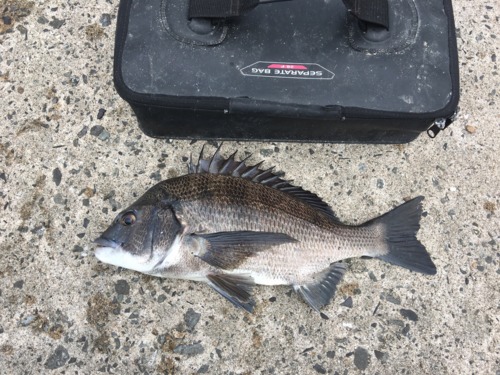 クロダイの釣果