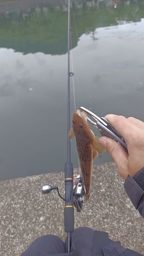 オオモンハタの釣果
