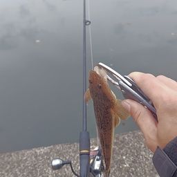 オオモンハタ