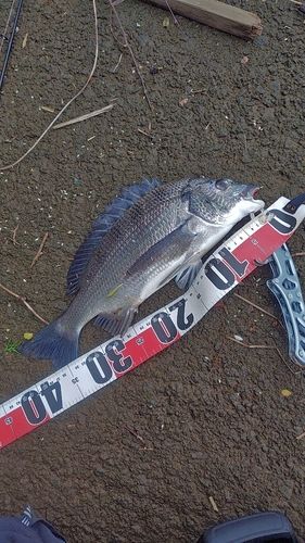 チヌの釣果
