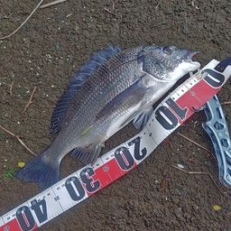 チヌ