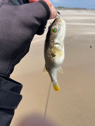 クサフグの釣果