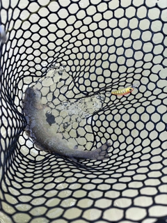 ニジマスの釣果