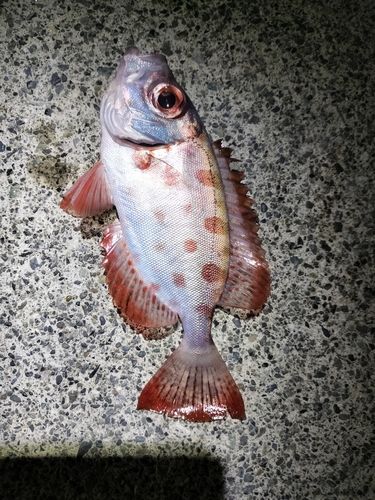 キントキダイの釣果