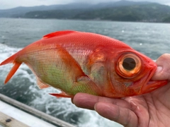 キンメダイの釣果