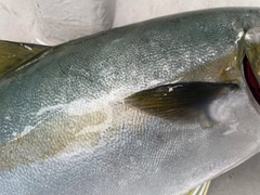 ヒラマサの釣果