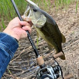 ラージマウスバス