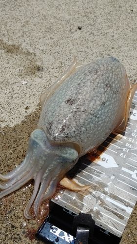 シリヤケイカの釣果