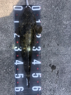 マゴチの釣果
