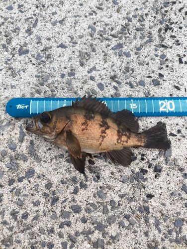 メバルの釣果